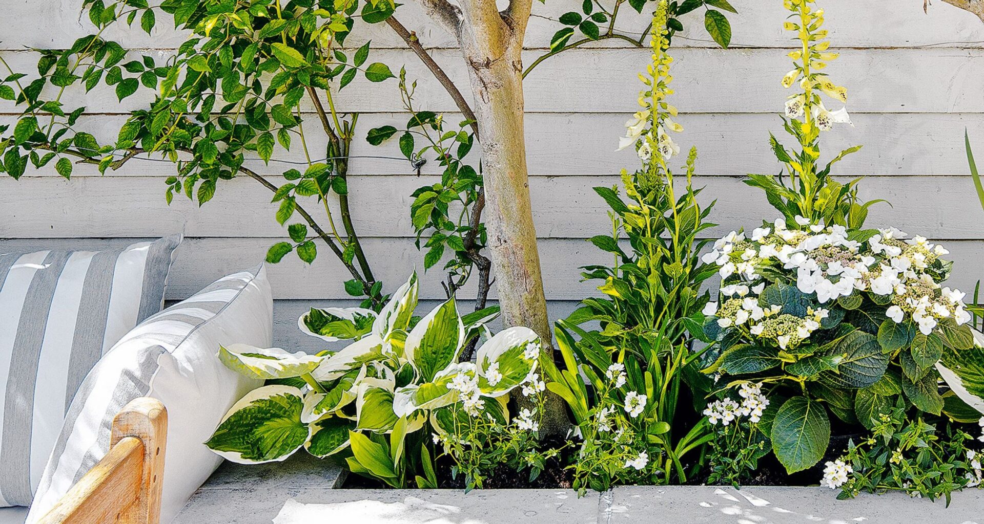 5 bedding plants to give your garden a bold pop of colour