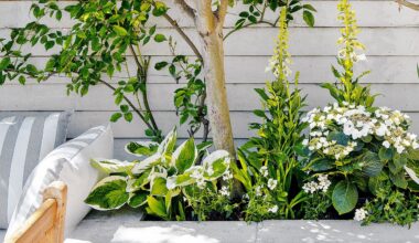 5 bedding plants to give your garden a bold pop of colour