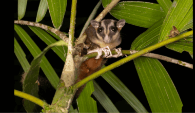 Two Animals Thought Extinct for 7,000 Years Found Alive