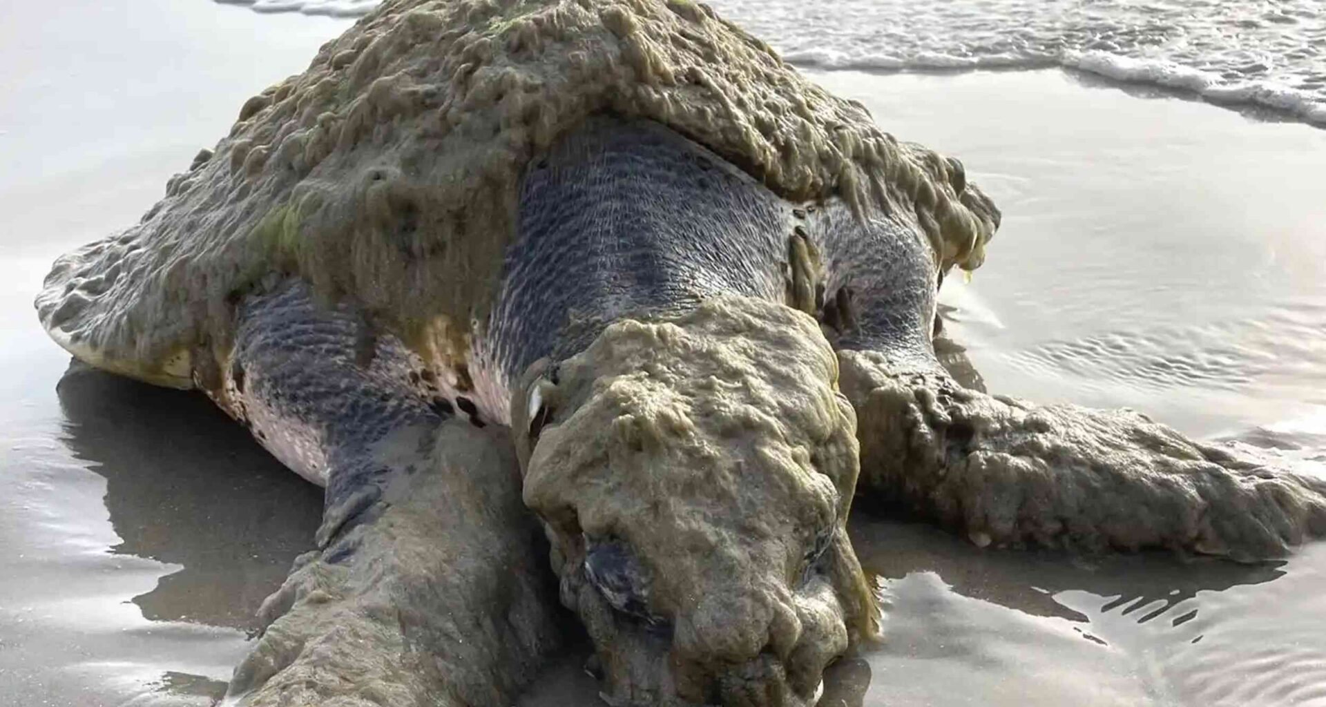 One of the world’s rarest sea turtles found stranded in Texas