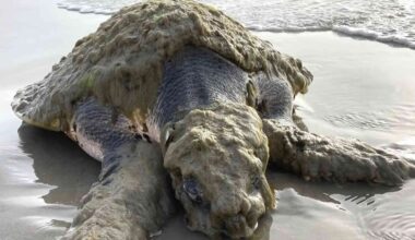 One of the world’s rarest sea turtles found stranded in Texas