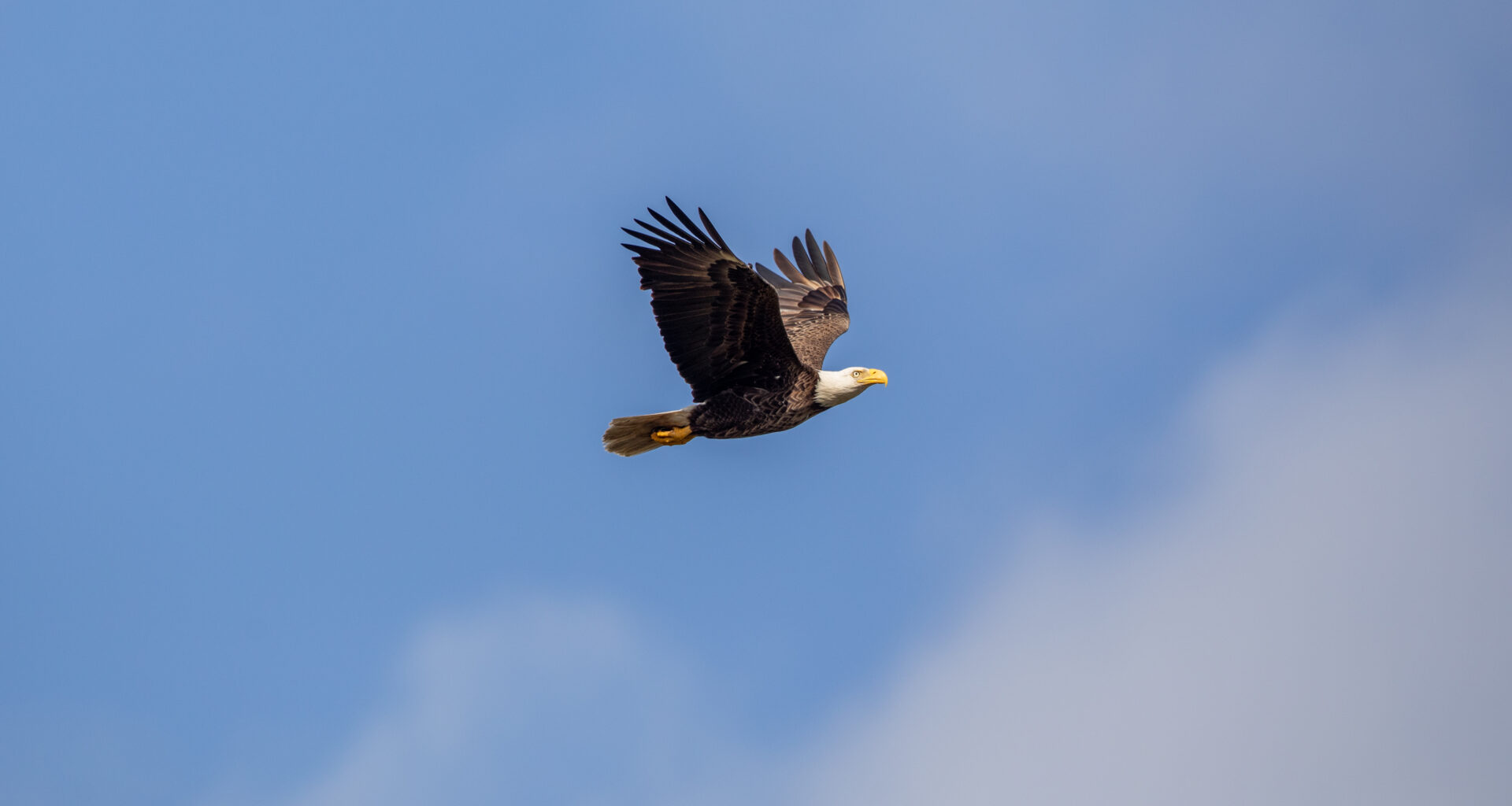 A bald eagle soars through a cloudy blue sky. Its wings are spread out and you can see its orange feet tucked under its tail.