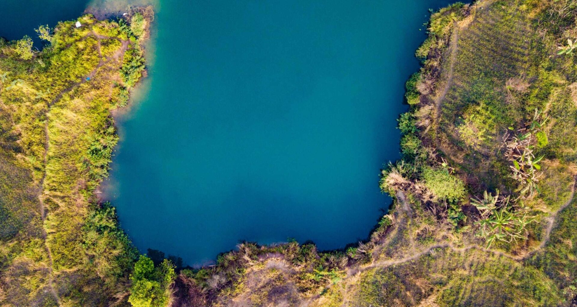 Early land plants may have reshaped Earth’s carbon cycle