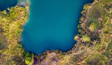 Early land plants may have reshaped Earth’s carbon cycle