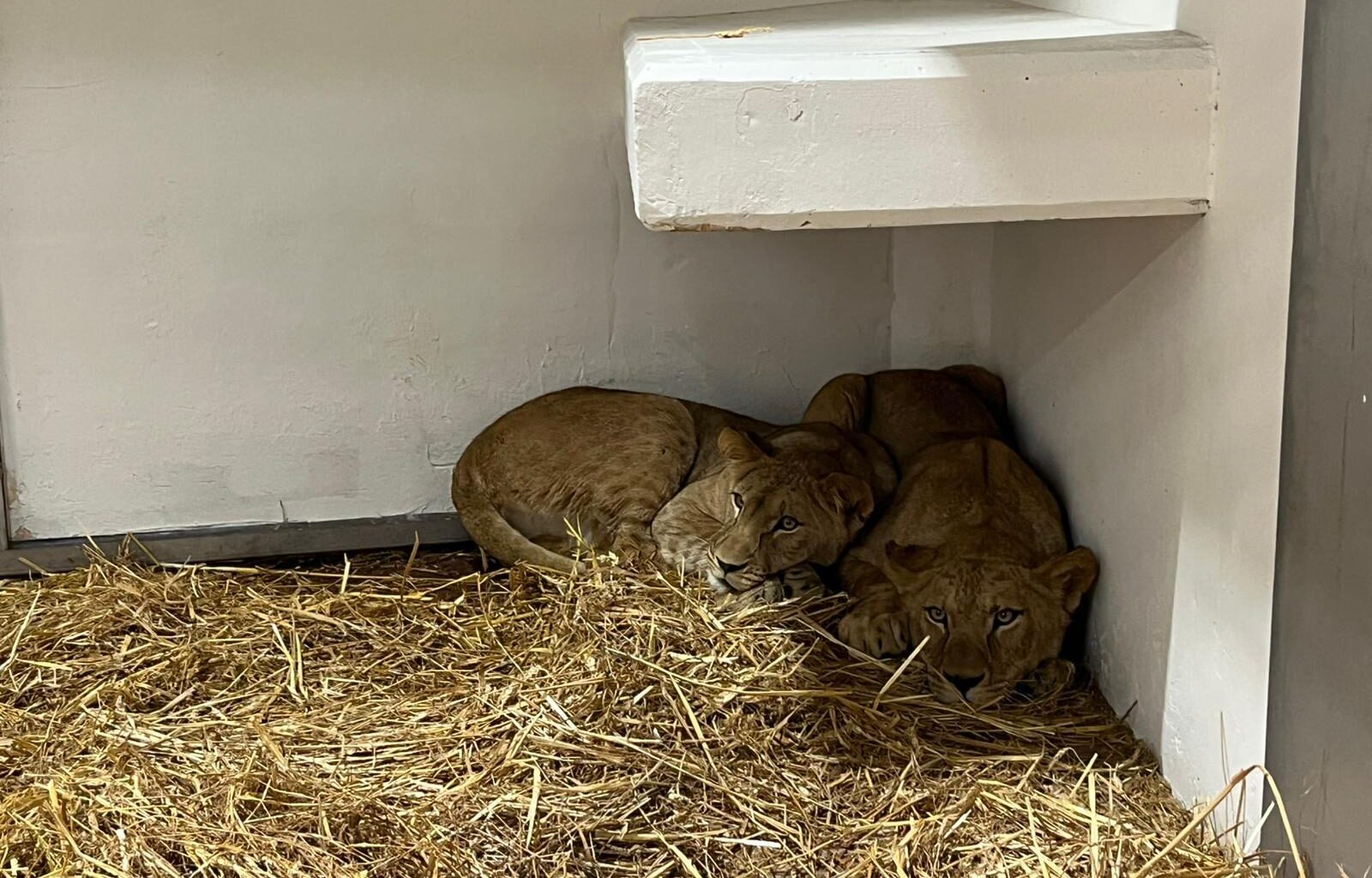 4 lions arrive at Haifa zoo amid species conservation efforts