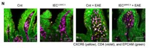 Immunofluorescence analysis was performed on terminal ileum samples from Cnt, IECΔMHCII, Cnt + EAE, and IECΔMHCII + EAE mice. A total of 3–5 tissue sections were analyzed per mouse, with 3 mice included in each group. [Shohei Suzuki]