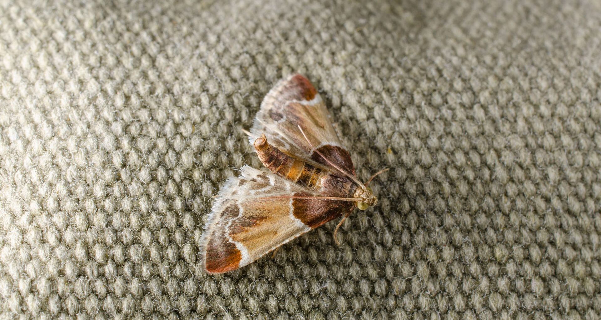 Carpet moths are waking up in March — here's how to get rid of them before they damage your home