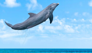 marine mammals-evolution