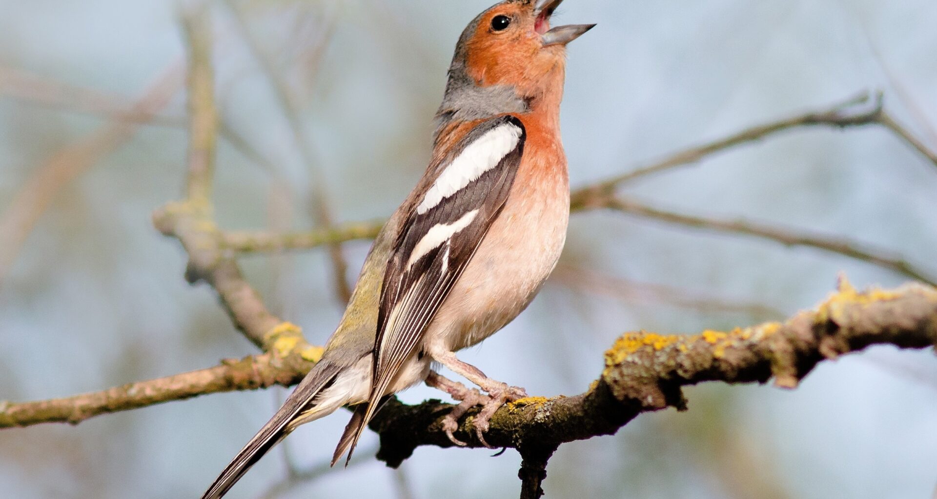 Humans and animals prefer the same mating sounds