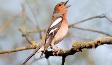 Humans and animals prefer the same mating sounds