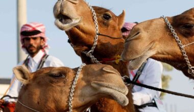 First signs found of MERS transmission from camels to humans