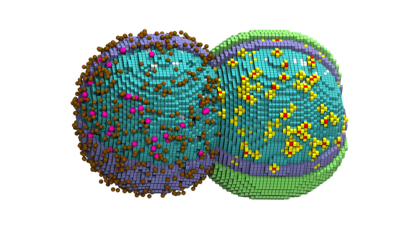 Digital Twin of a Cell Tracks Its Entire Life Cycle Down to the Nanoscale