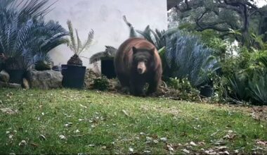 Bear who swiped at woman in Monrovia has been euthanized – NBC Los Angeles