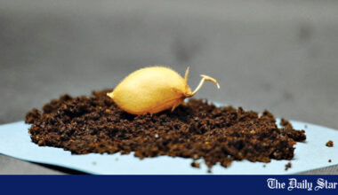 Scientists grow chickpeas in ‘moon dirt’