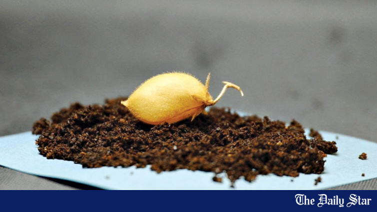 Scientists grow chickpeas in ‘moon dirt’