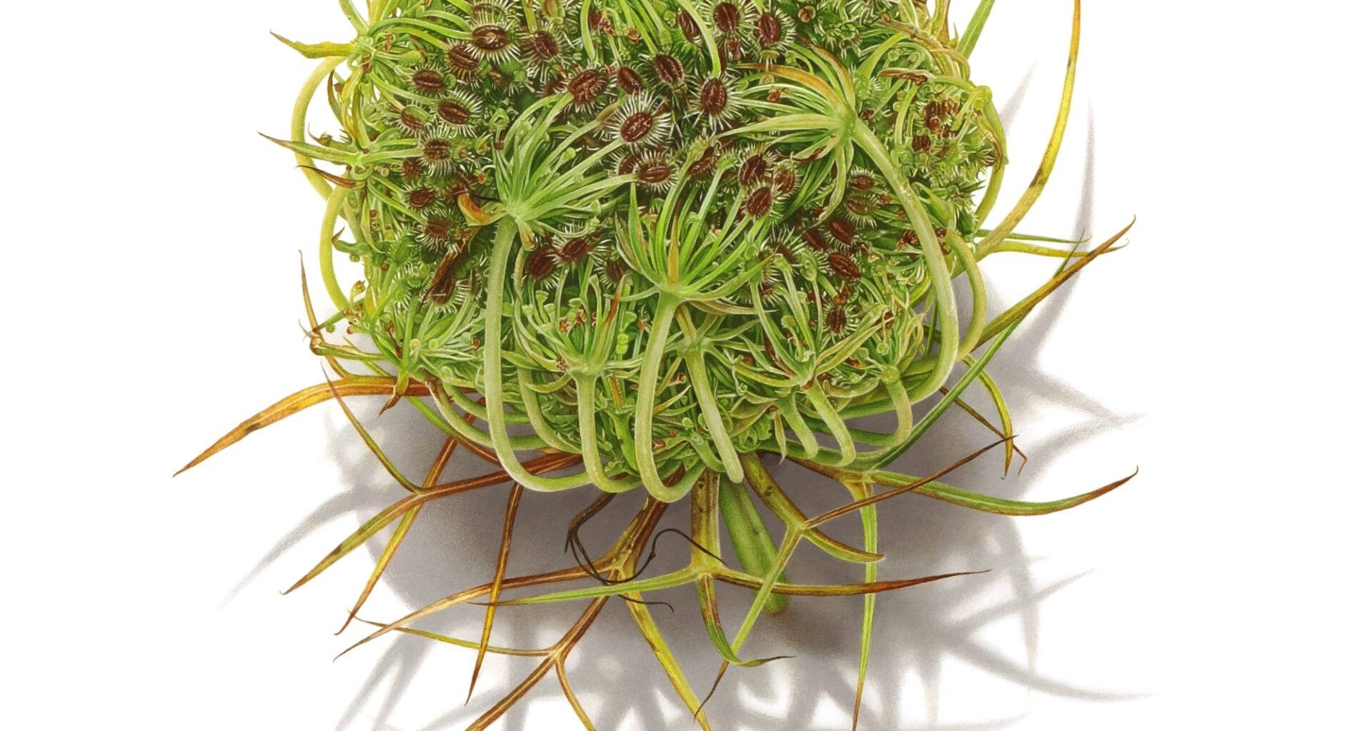 a green ball of moss by David Morrison