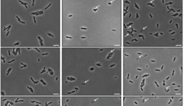 Viral strategy exposes promising antibiotic target