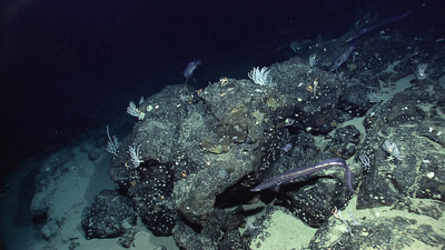 NASA’s seafloor map: How scientists mapped the ocean floor from space