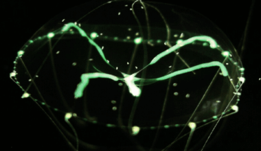 New Species With Milky Way Spots Discovered In Japan’s Coastal Waters