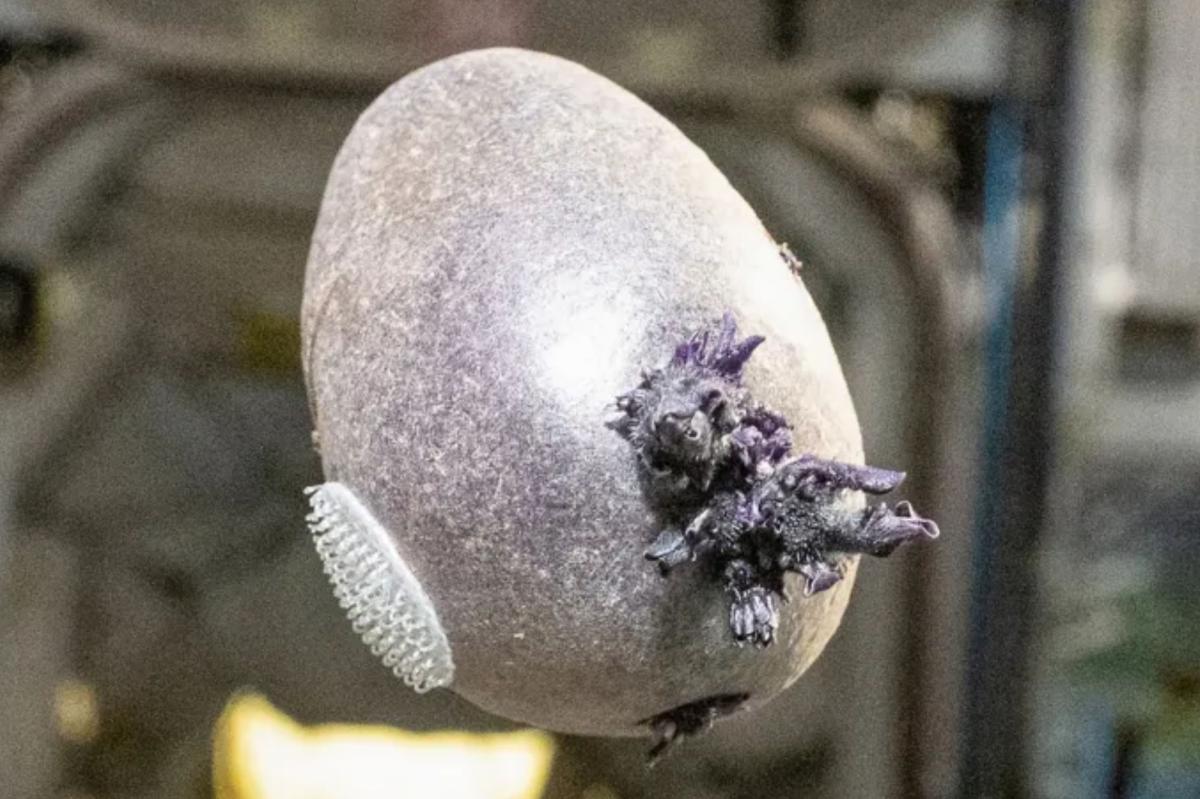 Tentacled growth on ISS spawns online freakout