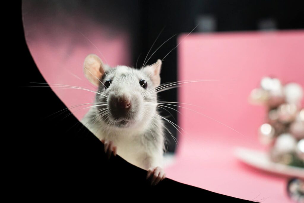Adorable pet rat with curious eyes and whiskers, in a colorful setting.