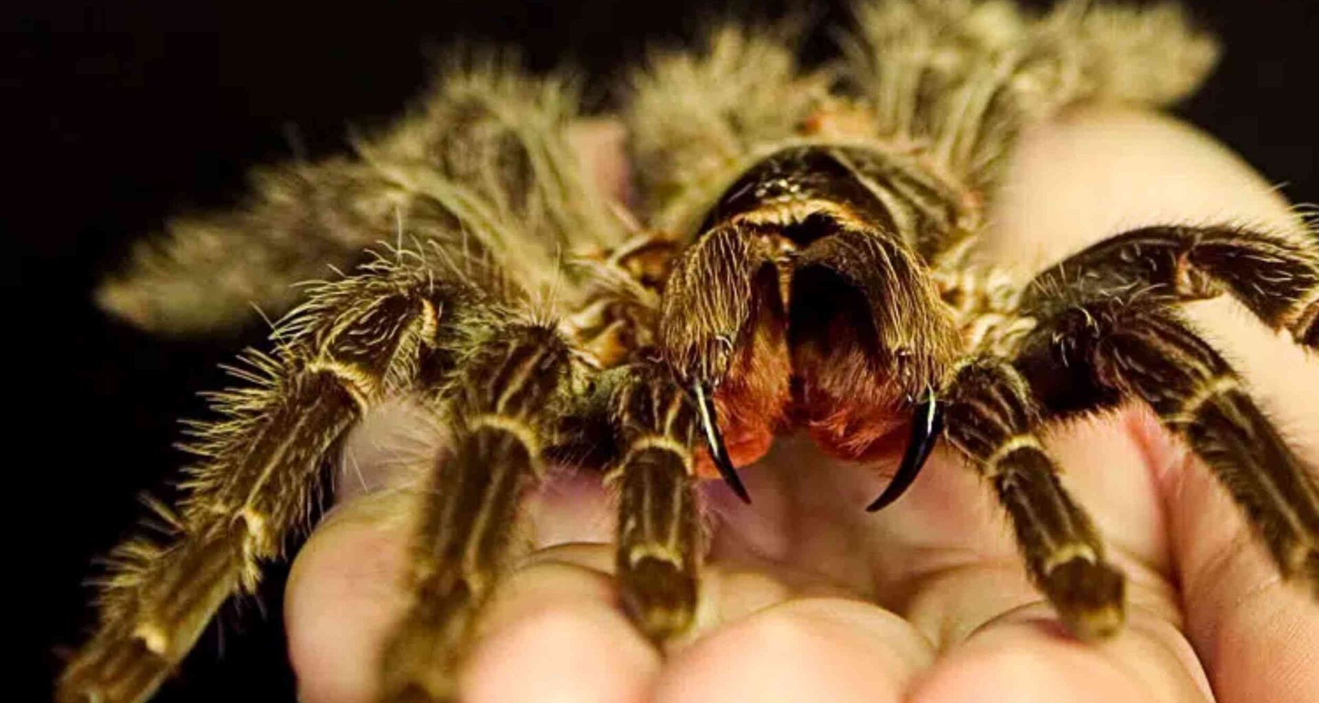 Giant spider returns after successful nature reclamation project