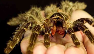 Giant spider returns after successful nature reclamation project