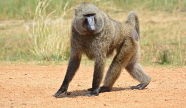 In the wilderness of Murchison Falls National Park