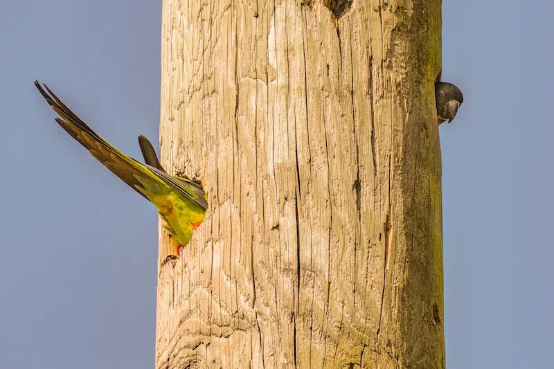 The Comedy Wildlife Photography Awards 2025