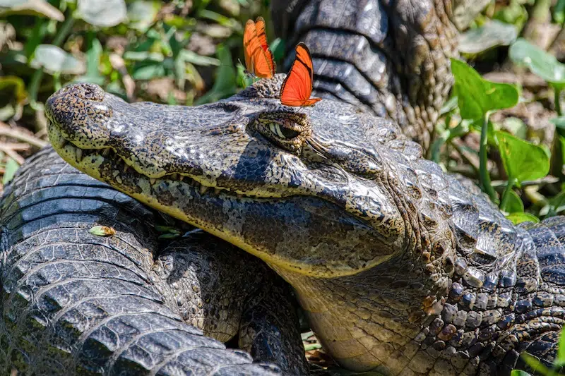 The Comedy Wildlife Photography Awards 2025