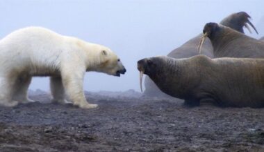 The moment one polar bear took on a walrus herd