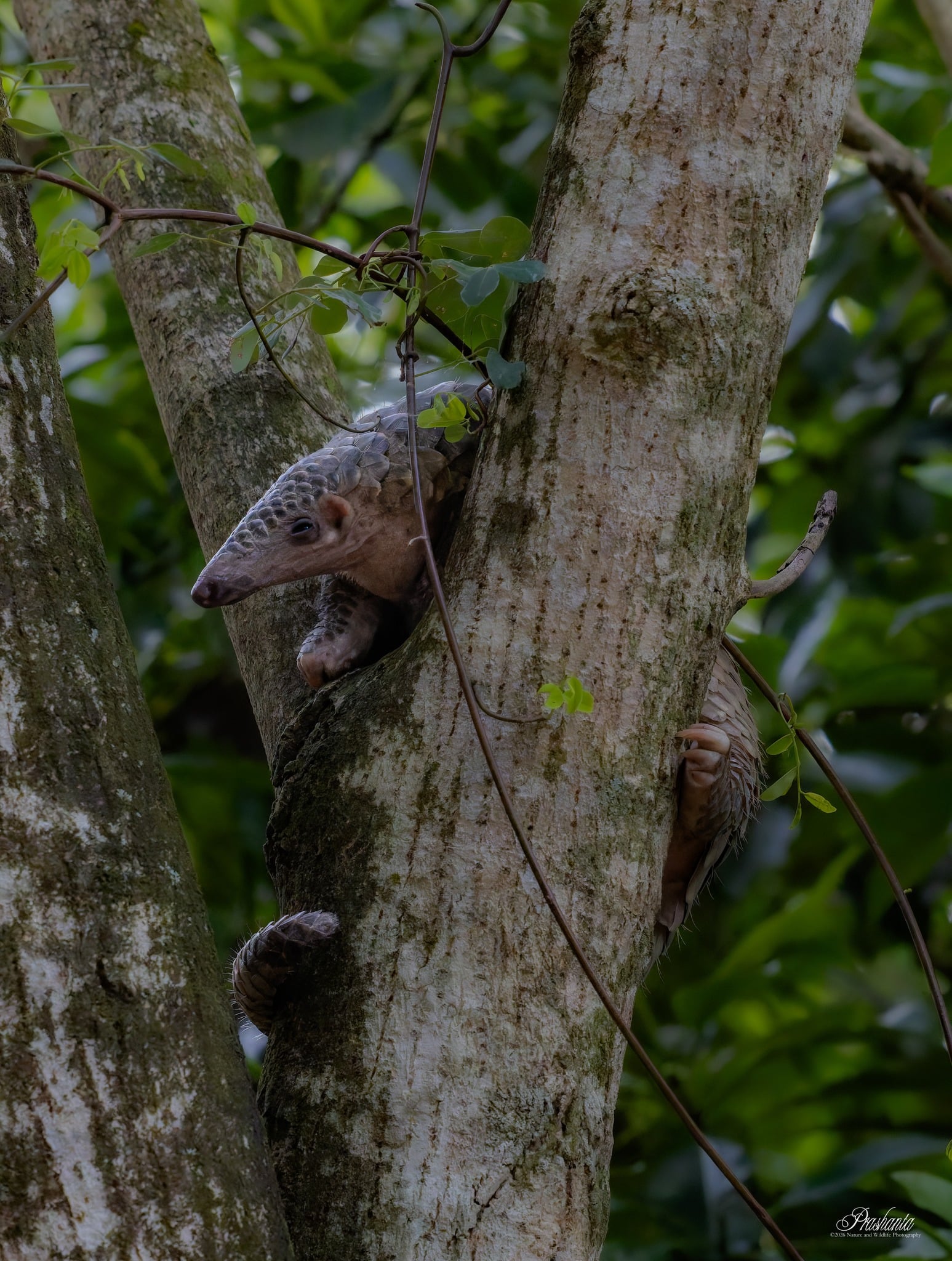 photographer pangolin daytime