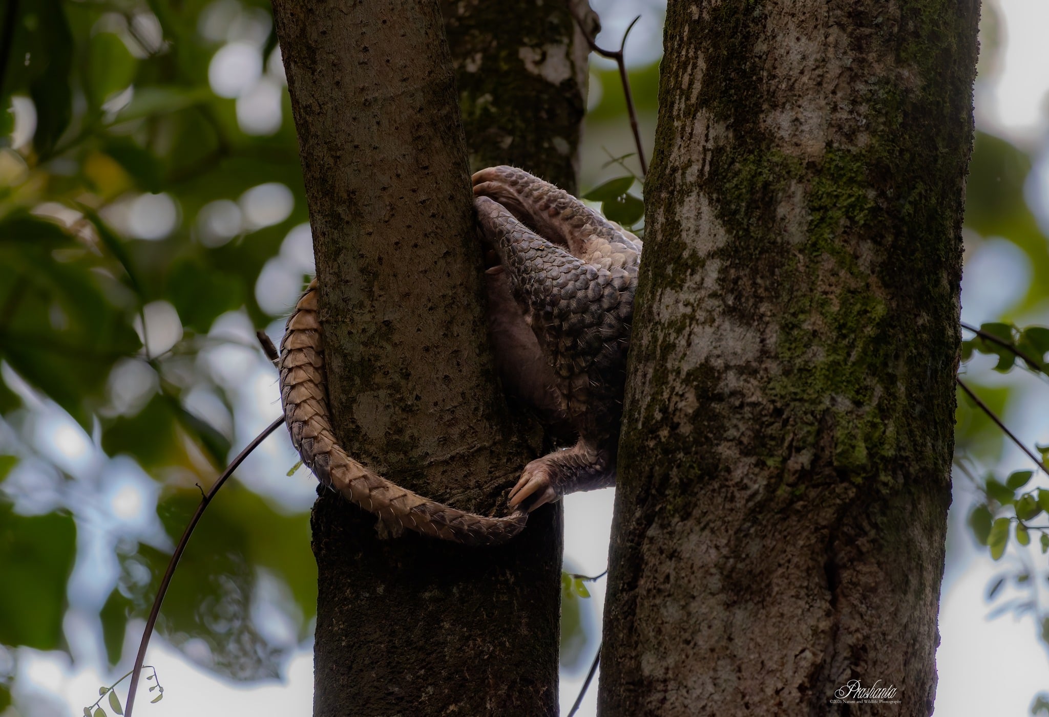 photographer pangolin daytime