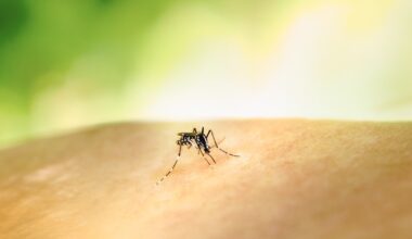 Samoa dengue outbreak continues into 2026