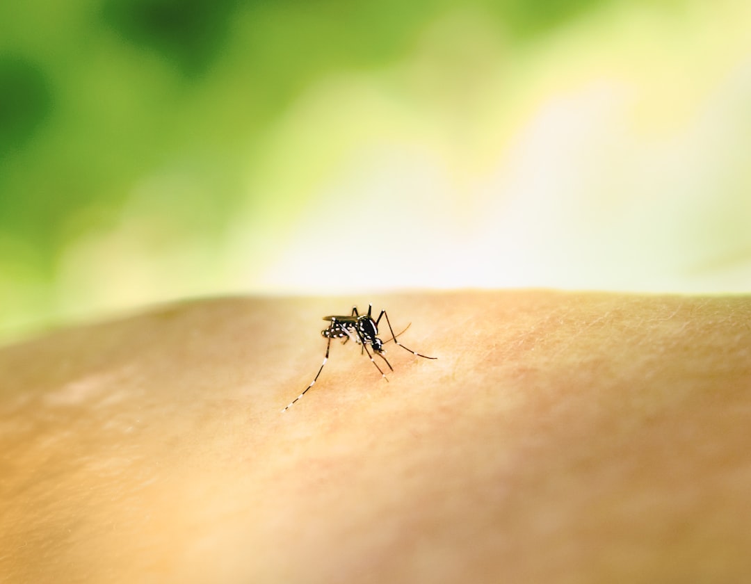 Samoa dengue outbreak continues into 2026