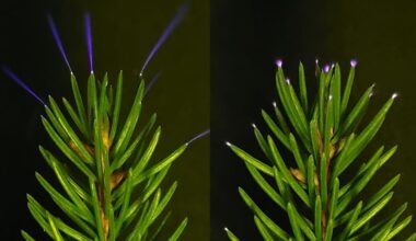 Trees Seen Emitting a Ghostly Light During a Thunderstorm For The First Time : ScienceAlert