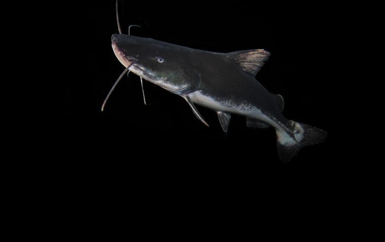 The laulao catfish, listed by CMS in 2024, has a migration of over 6,000 kilometers.