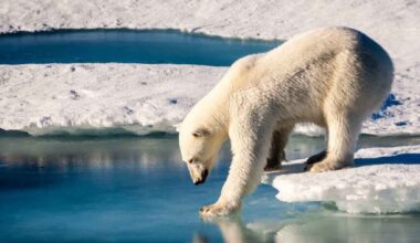 Polar bear standing on Arctic sea ice in Norway as scientists report some Svalbard bears are getting fatter despite ice loss.