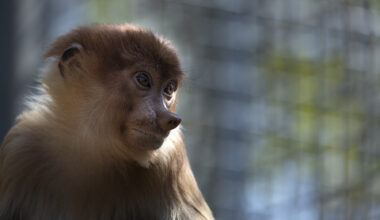 Proboscis monkey found in Thailand adds to evidence of cross-border illegal trade