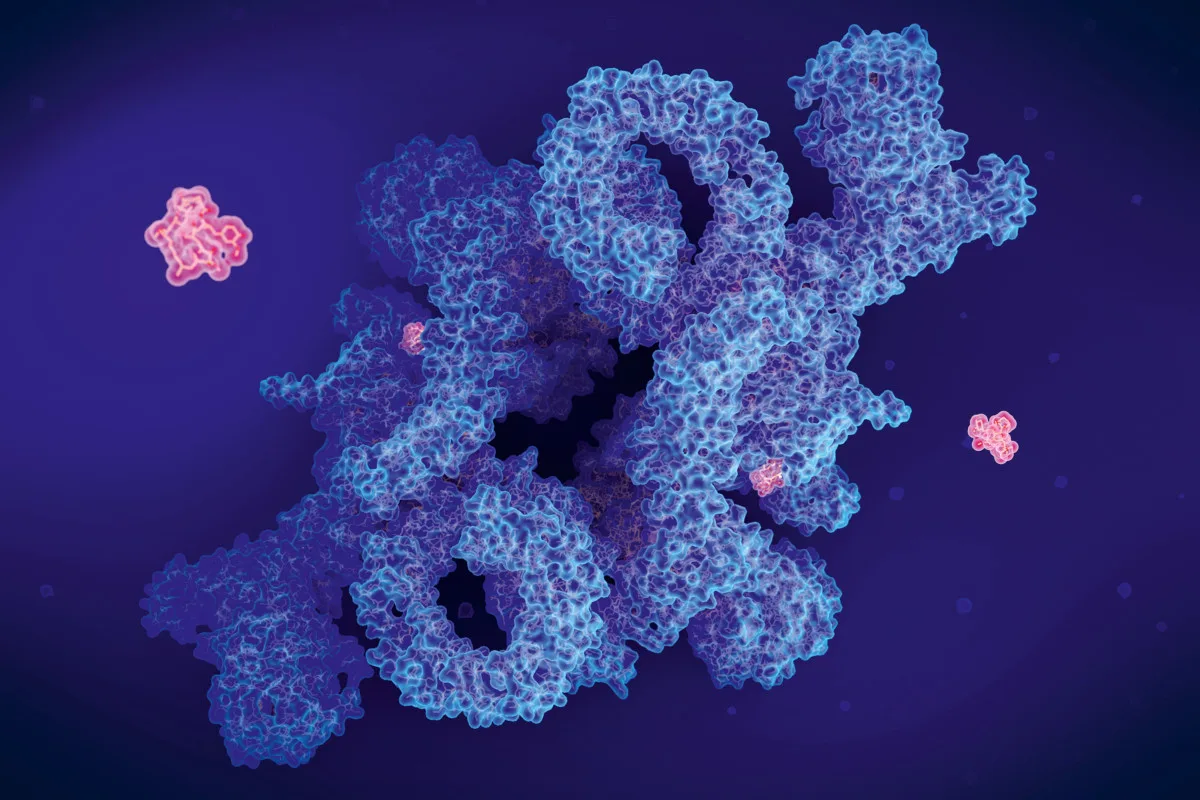 Illustration of immunosupressant drug rapamycin (red) inhibiting protein complex mTORC1 (mammalian target of rapamycin complex 1, blue)