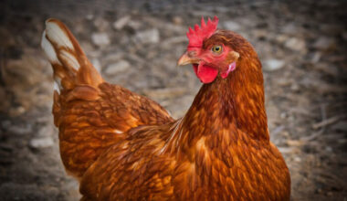 Newcastle Disease circulating in Europe