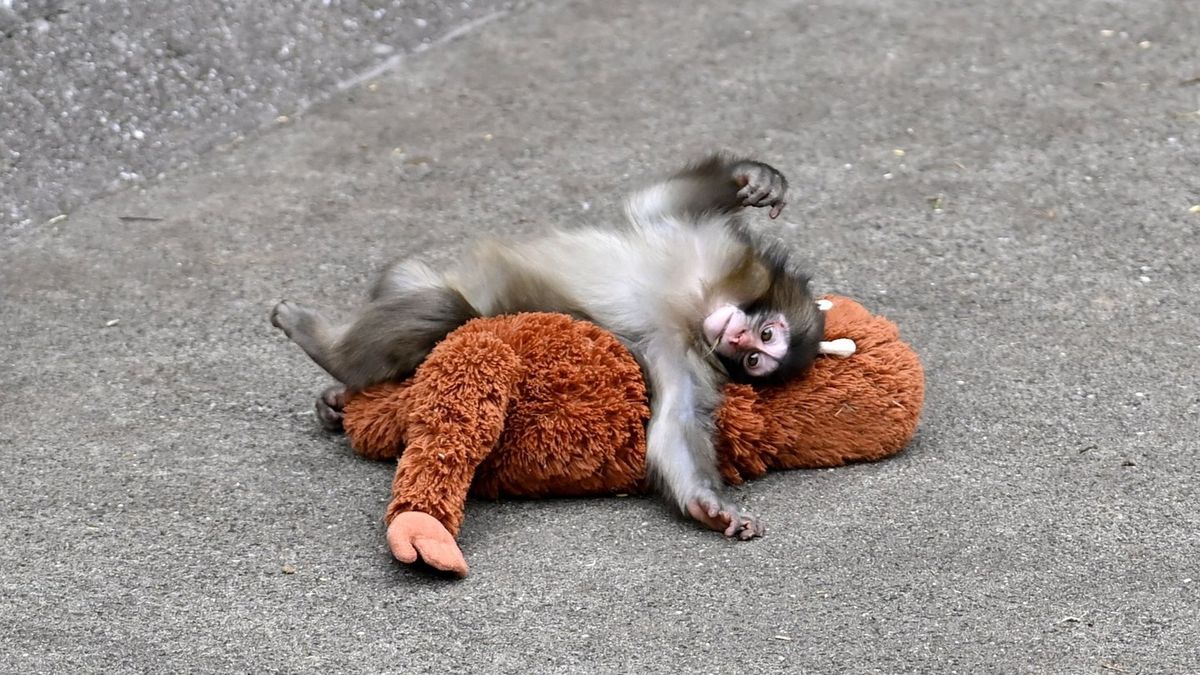 ‘Uncomfortable truth’ about Punch the monkey’s heartbreaking story going viral