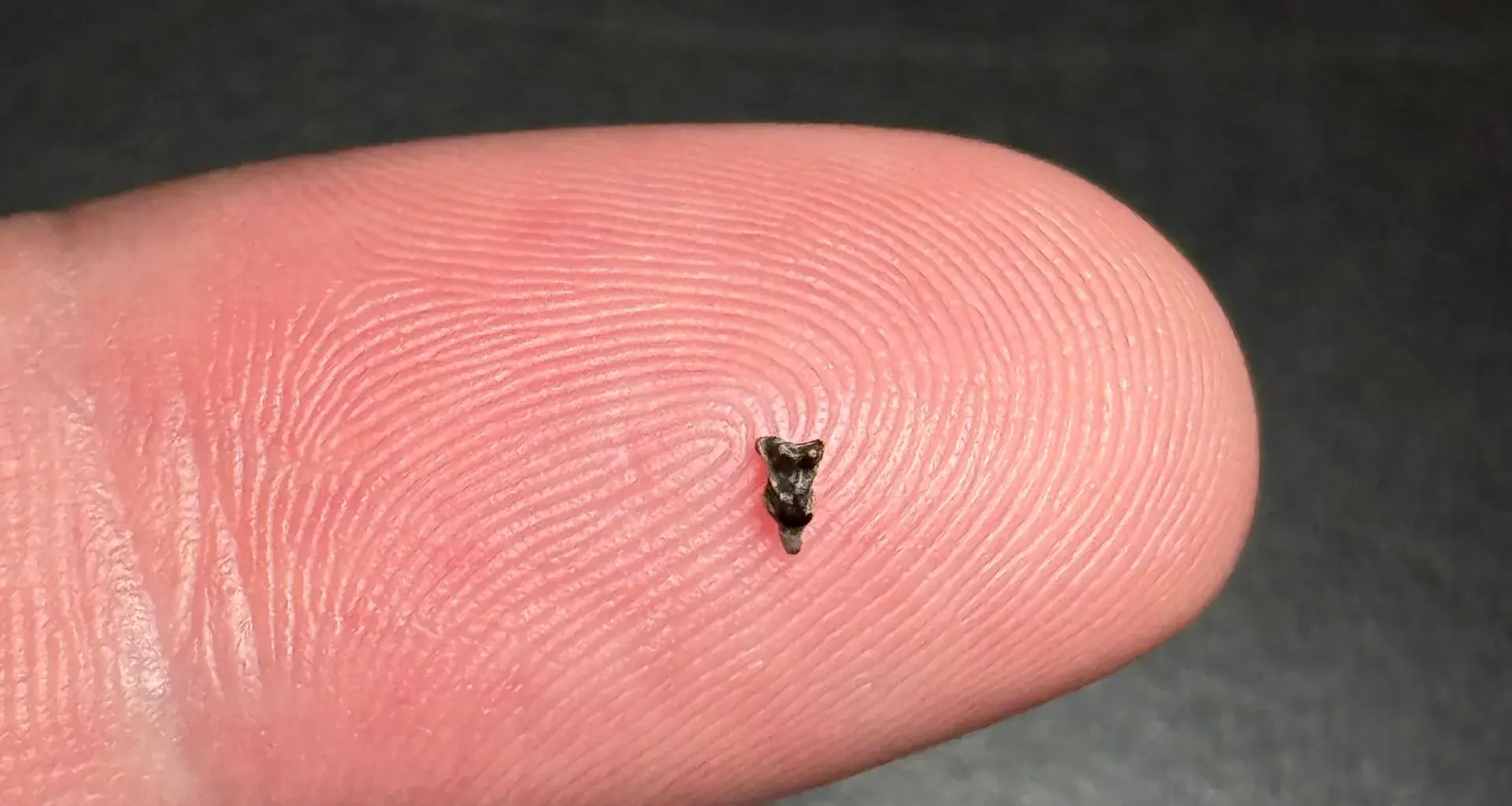 Teeth smaller than a fingertip reveal the first primate ancestor