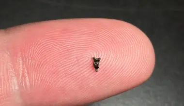 Teeth smaller than a fingertip reveal the first primate ancestor