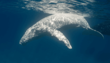Rare White Humpback Whale Calf Captured On Film For The First Time