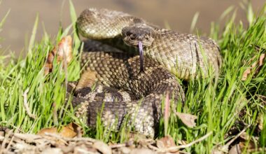 6 Most Rattlesnake Infested Areas on the Pacific Coast