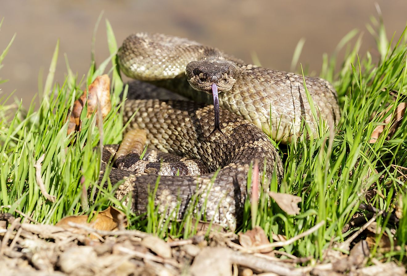 6 Most Rattlesnake Infested Areas on the Pacific Coast