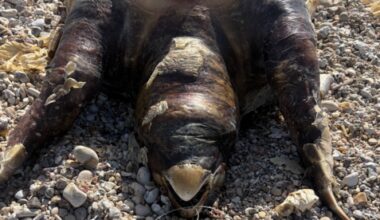 Two dead sea turtles found in northern Israel marine reserve entangled in fishing gea