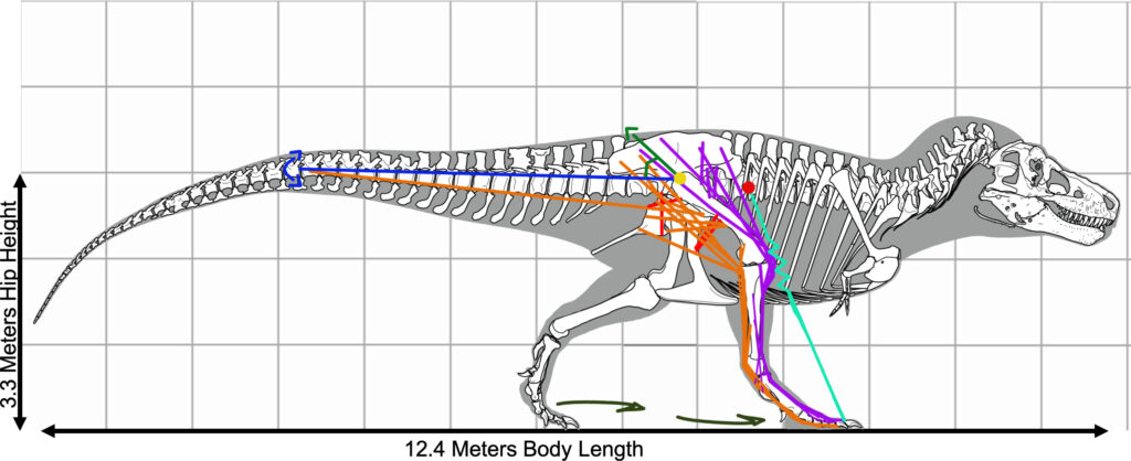 Diagram of T rex showing its skeletal structure and body size to show how it would move