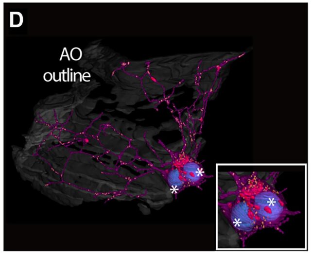 New Study on Comb Jellies Finds They Might Actually Have an Elementary Brain. That's a Big Deal For Nervous System Evolution
